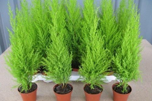 Кипарис виды. Кипарис (60 фото): виды, посадка и уход в открытом грунте