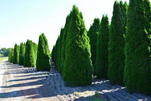 Кипарис виды. Кипарис (60 фото): виды, посадка и уход в открытом грунте