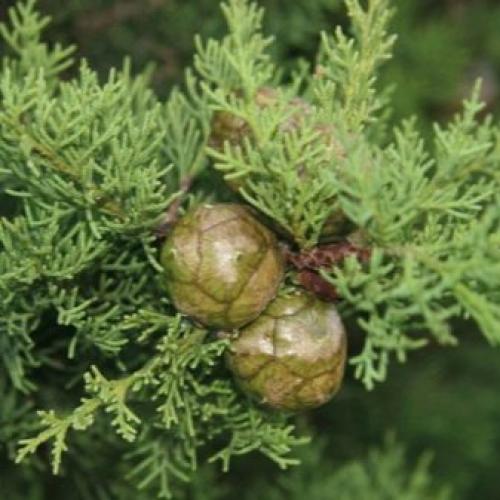 Кипарис в природе и в домашних условиях описание. Кипарис — стильное украшение сада 29