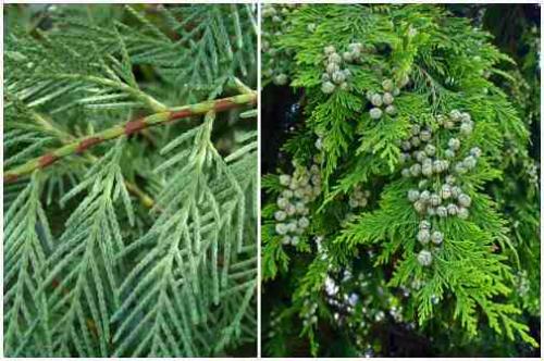 Кипарис в природе и в домашних условиях описание. Кипарис — стильное украшение сада