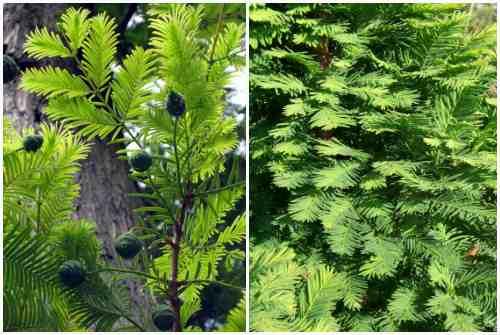 Кипарис в природе и в домашних условиях описание. Кипарис — стильное украшение сада