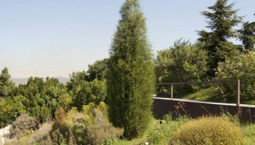 Кипарис в природе и в домашних условиях описание. Кипарис — стильное украшение сада 31