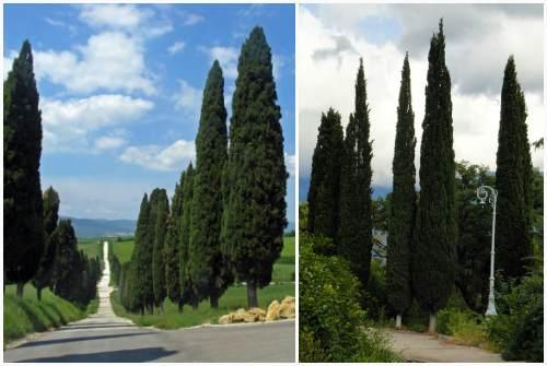 Кипарис в природе и в домашних условиях описание. Кипарис — стильное украшение сада