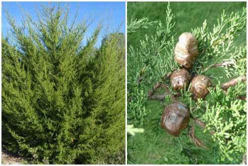 Кипарис в природе и в домашних условиях описание. Кипарис — стильное украшение сада