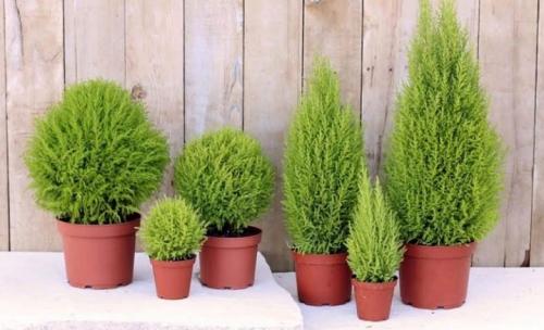 Кипарис в природе и в домашних условиях описание. Кипарис — стильное украшение сада 28