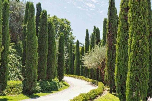 Кипарис виды. Кипарис (60 фото): виды, посадка и уход в открытом грунте