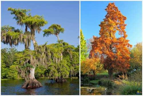 Кипарис в природе и в домашних условиях описание. Кипарис — стильное украшение сада