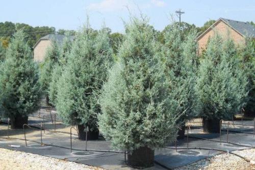 Кипарис виды. Кипарис (60 фото): виды, посадка и уход в открытом грунте