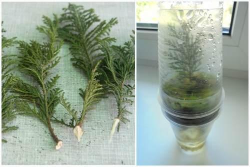 Кипарис в природе и в домашних условиях описание. Кипарис — стильное украшение сада