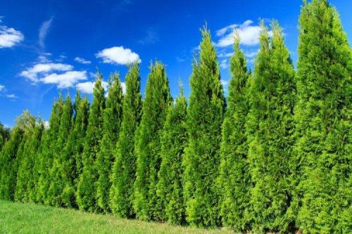 Кипарис виды. Кипарис (60 фото): виды, посадка и уход в открытом грунте