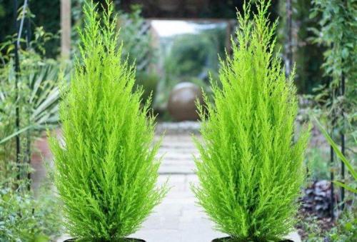 Кипарис виды. Кипарис (60 фото): виды, посадка и уход в открытом грунте