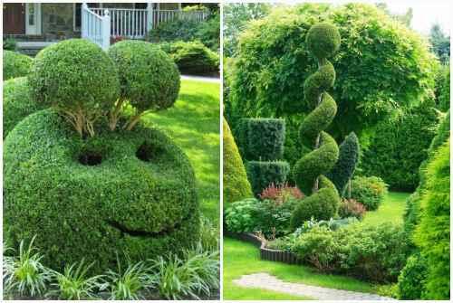 Кипарис в природе и в домашних условиях описание. Кипарис — стильное украшение сада