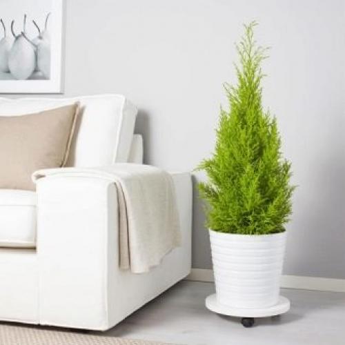 Кипарис в природе и в домашних условиях описание. Кипарис — стильное украшение сада 30