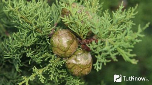 Кипарис в природе и в домашних условиях описание. Кипарис — стильное украшение сада 13