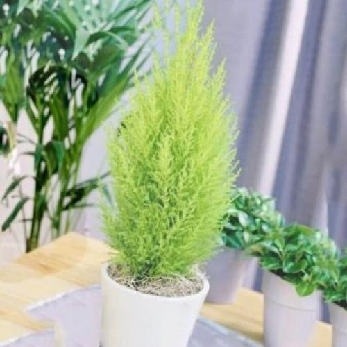 Кипарис в природе и в домашних условиях описание. Кипарис — стильное украшение сада 32