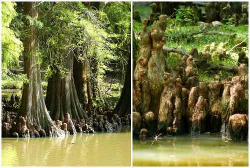 Кипарис в природе и в домашних условиях описание. Кипарис — стильное украшение сада