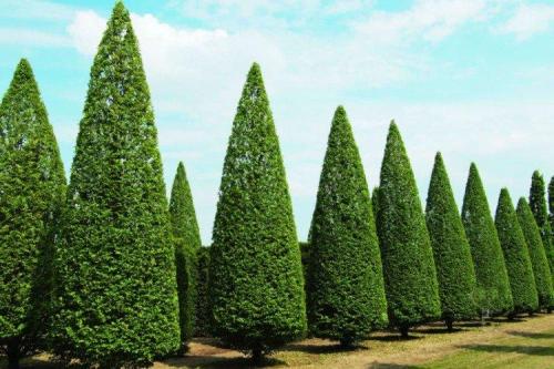 Кипарис виды. Кипарис (60 фото): виды, посадка и уход в открытом грунте