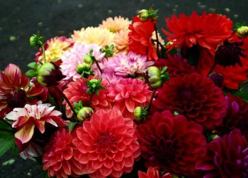 Когда можно выкапывать георгины осенью и как их хранить зимой. Когда выкапывать георгины осенью 05