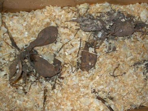 Когда можно выкапывать георгины осенью и как их хранить зимой. Когда выкапывать георгины осенью 13