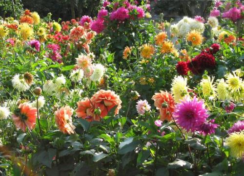 Когда выкапывать георгины в сибири. Когда выкапывать георгины осенью и как их правильно хранить