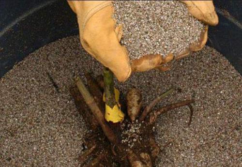 Когда можно выкапывать георгины осенью и как их хранить зимой. Когда выкапывать георгины осенью 12