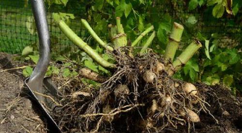 Ok google когда выкапывать георгины. Оптимальные сроки