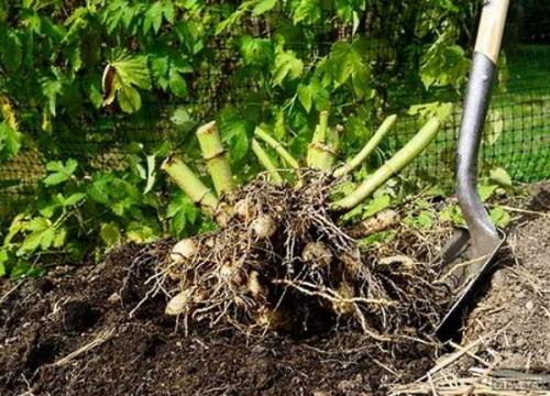 Когда можно выкапывать георгины осенью и как их хранить зимой. Когда выкапывать георгины осенью 08