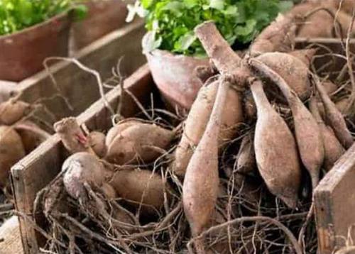 Когда можно выкапывать георгины осенью и как их хранить зимой. Когда выкапывать георгины осенью 09