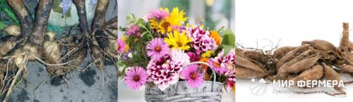 Когда выкапывать георгины в саду. Когда выкапывать георгины