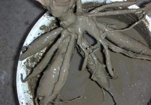 Когда можно выкапывать георгины осенью и как их хранить зимой. Когда выкапывать георгины осенью 11