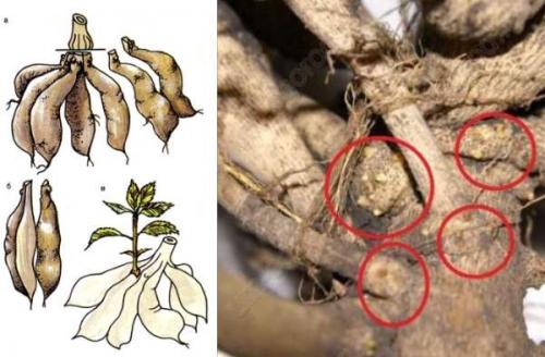 Когда нужно выкапывать георгины и как правильно их хранить. Надо ли выкапывать георгины на зиму 07