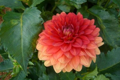 Когда выкапывать георгины и гладиолусы. 