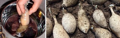 Когда выкапывать и как хранить георгины после выкопки зимой. ГЕОРГИНЫ: КОГДА И КАК ВЫКАПЫВАТЬ