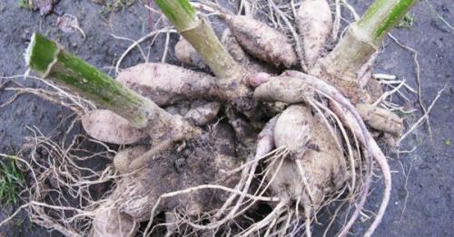 Когда нужно выкапывать георгины и как правильно их хранить. Надо ли выкапывать георгины на зиму 11