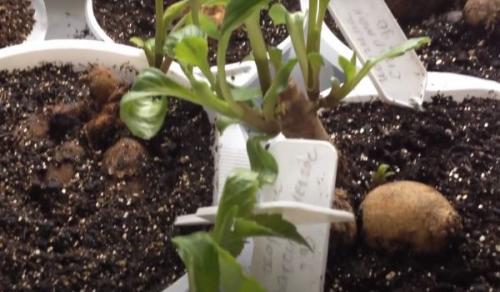 Когда нужно выкапывать георгины и как правильно их хранить. Надо ли выкапывать георгины на зиму 18