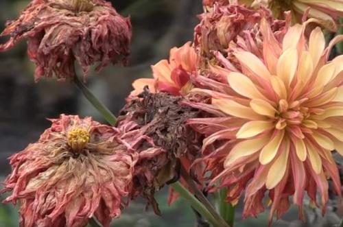 Когда нужно выкапывать георгины и как правильно их хранить. Надо ли выкапывать георгины на зиму 03