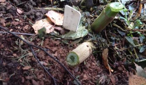 Когда нужно выкапывать георгины и как правильно их хранить. Надо ли выкапывать георгины на зиму 16