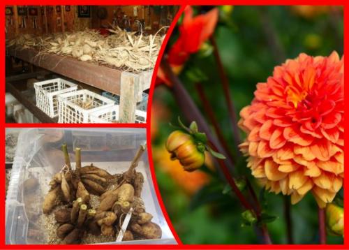 Можно ли не выкапывать георгины на зиму. Мои шикарные георгины. Правильное хранение клубней зимой при домашних условиях