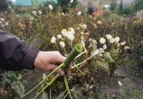Когда нужно выкапывать георгины и как правильно их хранить. Надо ли выкапывать георгины на зиму 04