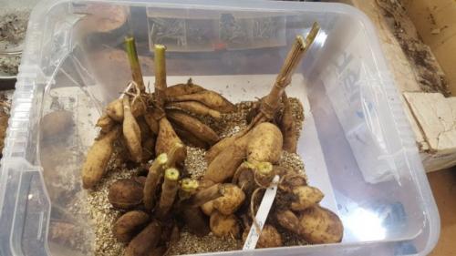 Можно ли не выкапывать георгины на зиму. Мои шикарные георгины. Правильное хранение клубней зимой при домашних условиях