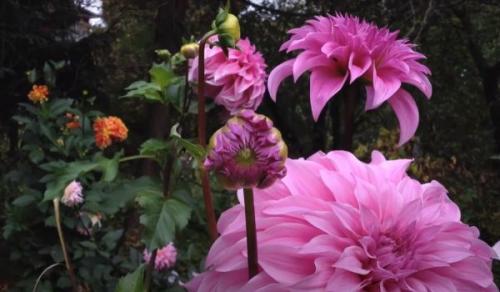 Когда нужно выкапывать георгины и как правильно их хранить. Надо ли выкапывать георгины на зиму 12