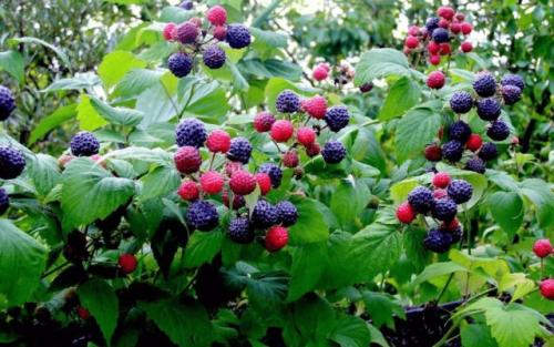 Ежевика посадка и уход осенью. Когда лучше сажать ежевику