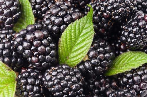 Ежевика в саду посадка и уход. Весна: уход за ежевикой 08