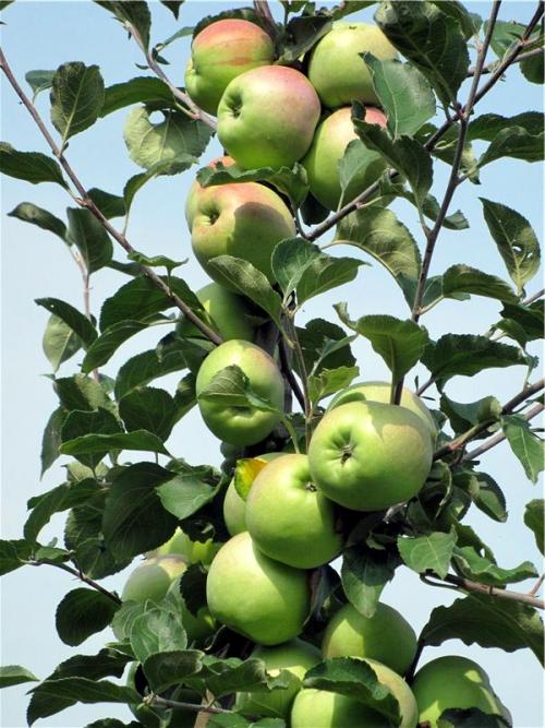 Яблоня Синап Орловский – описание, фото, отзывы