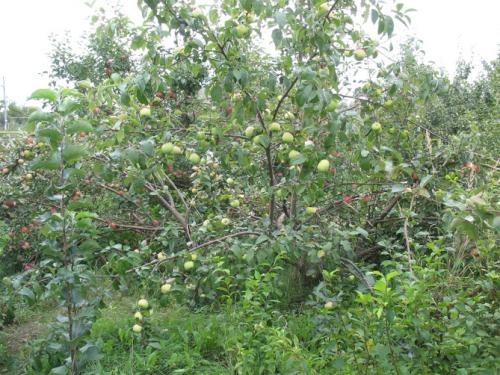 Яблоня Синап Орловский – описание, фото, отзывы