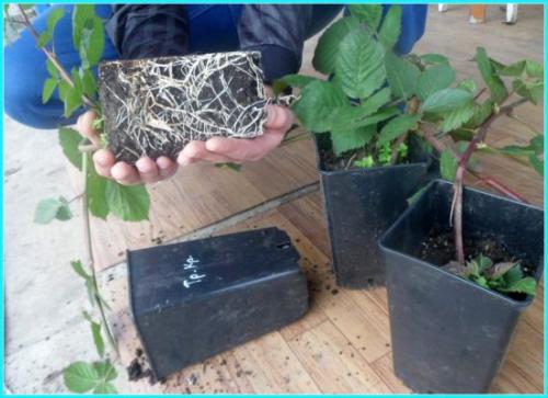 Ежевика посадка и уход осенью. Когда лучше сажать ежевику