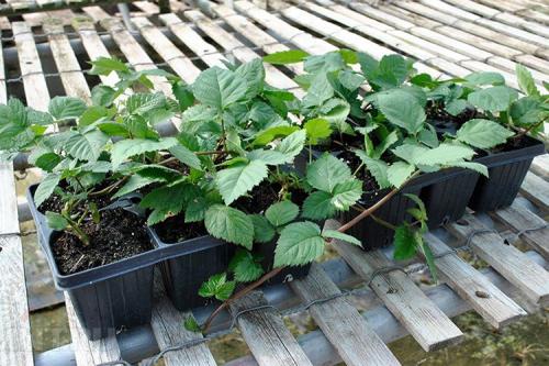 Посадка ежевики осенью. Приобретение саженцев