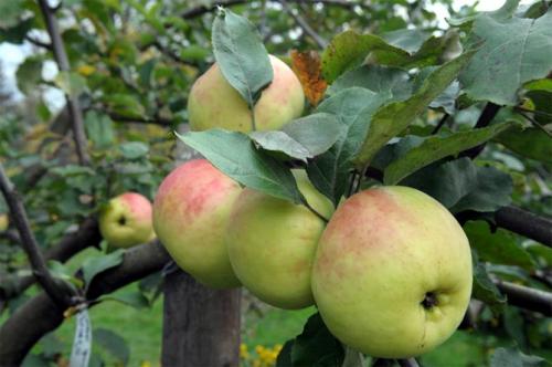 Яблоня Синап Орловский – описание, фото, отзывы