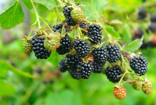 Ежевика садовая неколючая. Ежевика без колючек: какие сорта выбрать для посадки на даче?