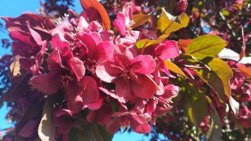 Декоративная яблоня Роялти. Яблоня Роялти